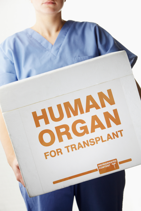 Female surgeon carrying transplant organ box