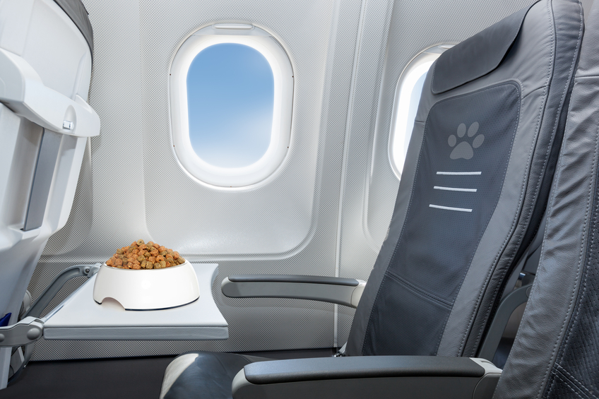 pets welcome on board