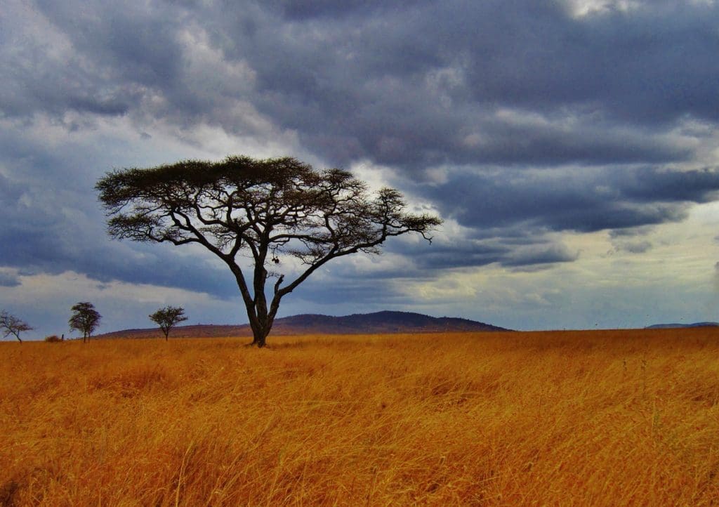 acacia tree, tanzania, safari-277352.jpg