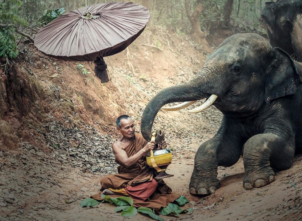 elephant, animals, asia-1822516.jpg