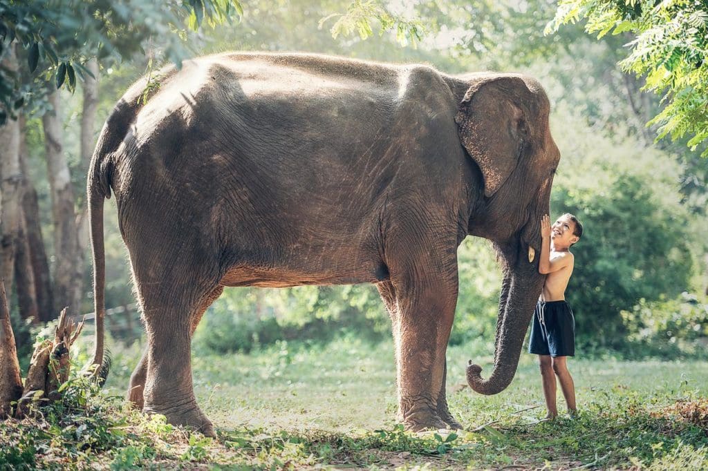 elephant, child, friends-1822492.jpg