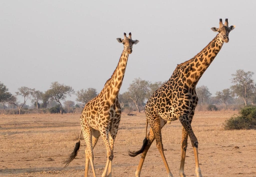girafe, africa, animal-2692014.jpg