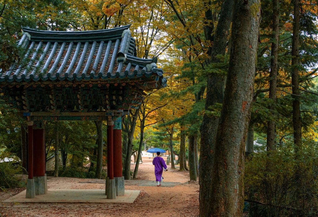 korean folk village, forest, trees-5286449.jpg