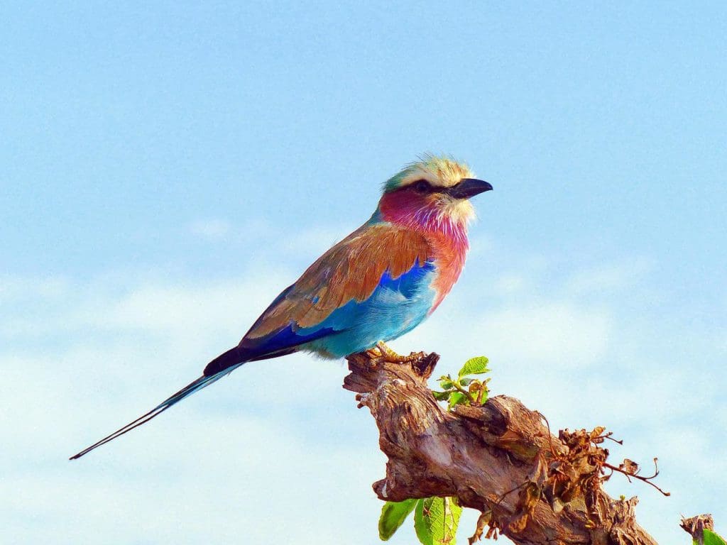lilac breasted roller, birds, africa-818021.jpg