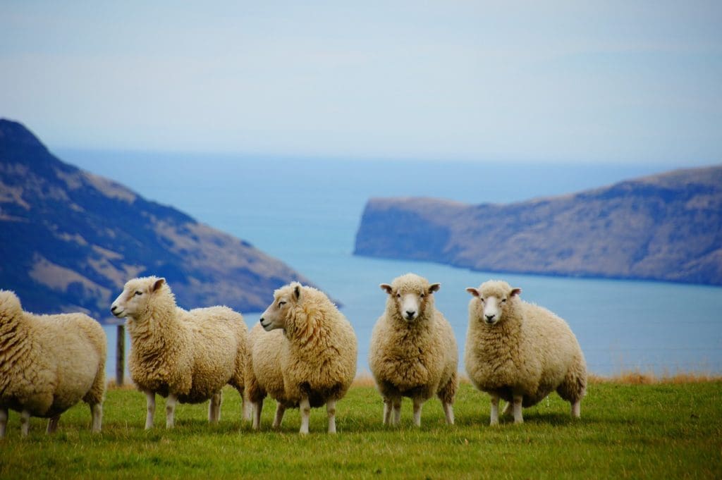 new zealand, sea, sheep-225540.jpg