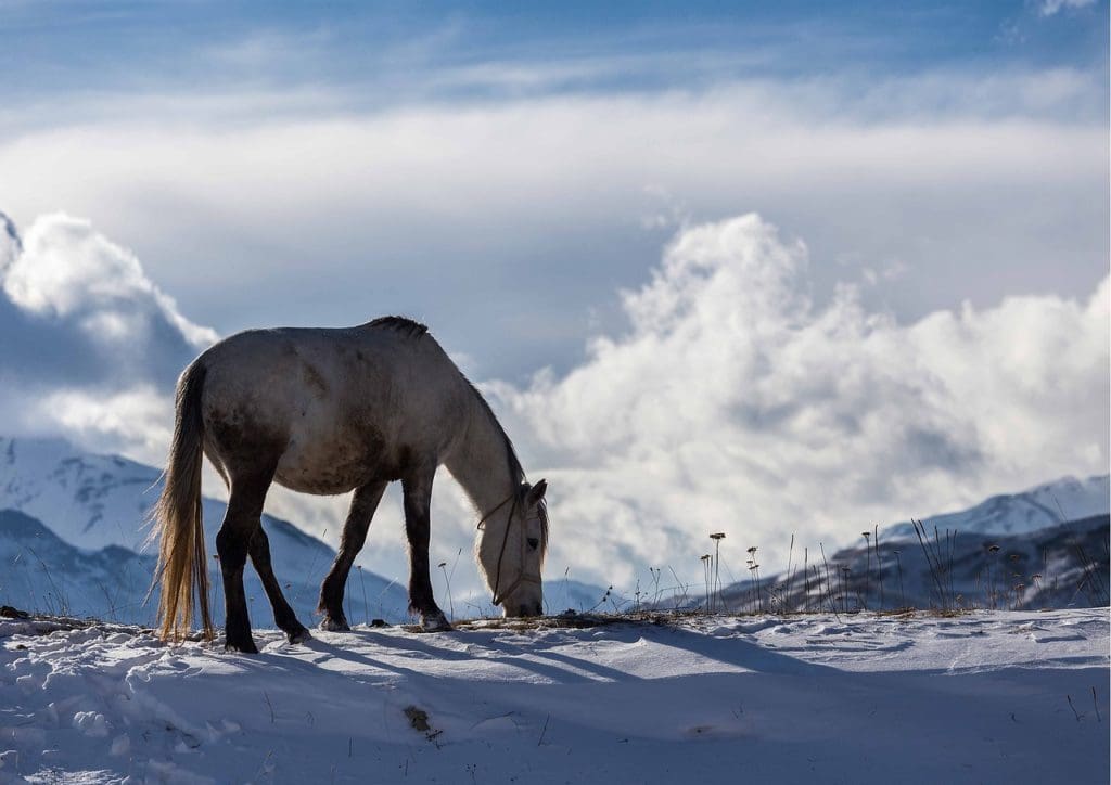 winter, azerbaijan, horse-2048629.jpg