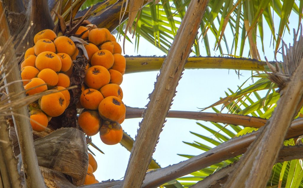 africa, nigeria, fruits-2143809.jpg