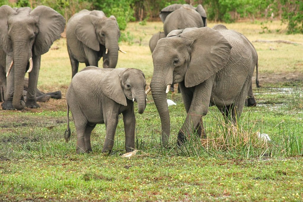 elephants, herd, family-2923917.jpg