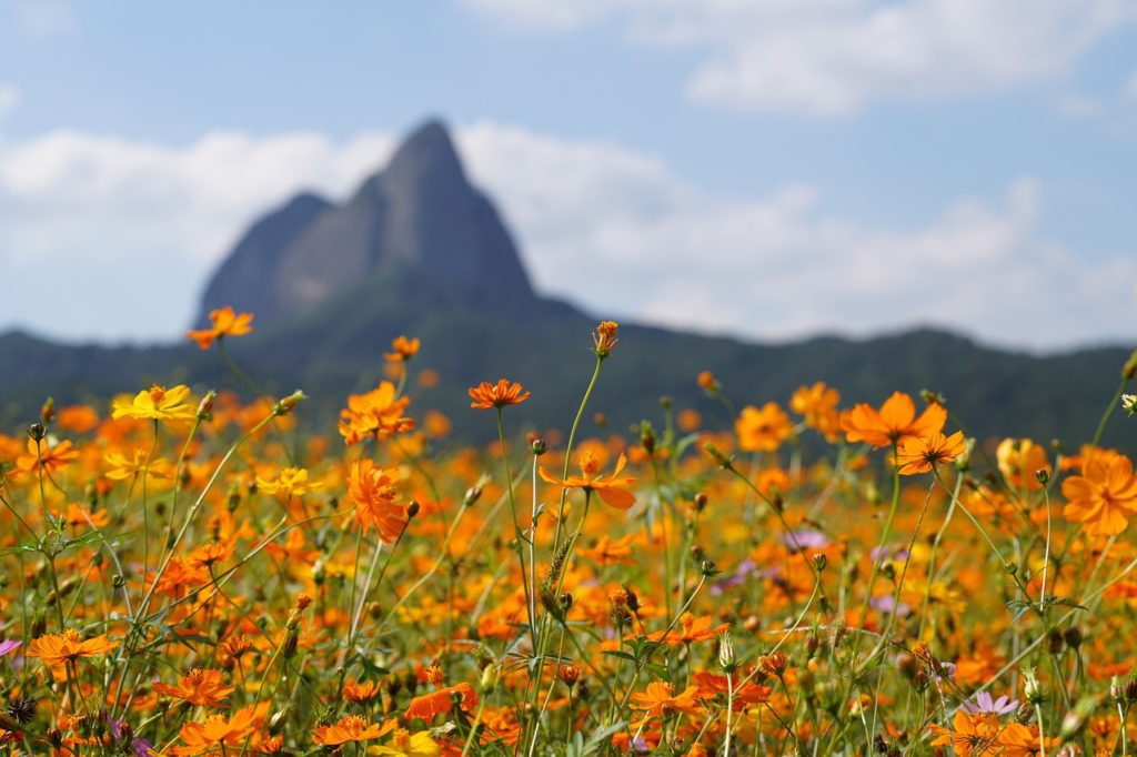 maisan provincial park, wildflowers, orange flowers-6693310.jpg