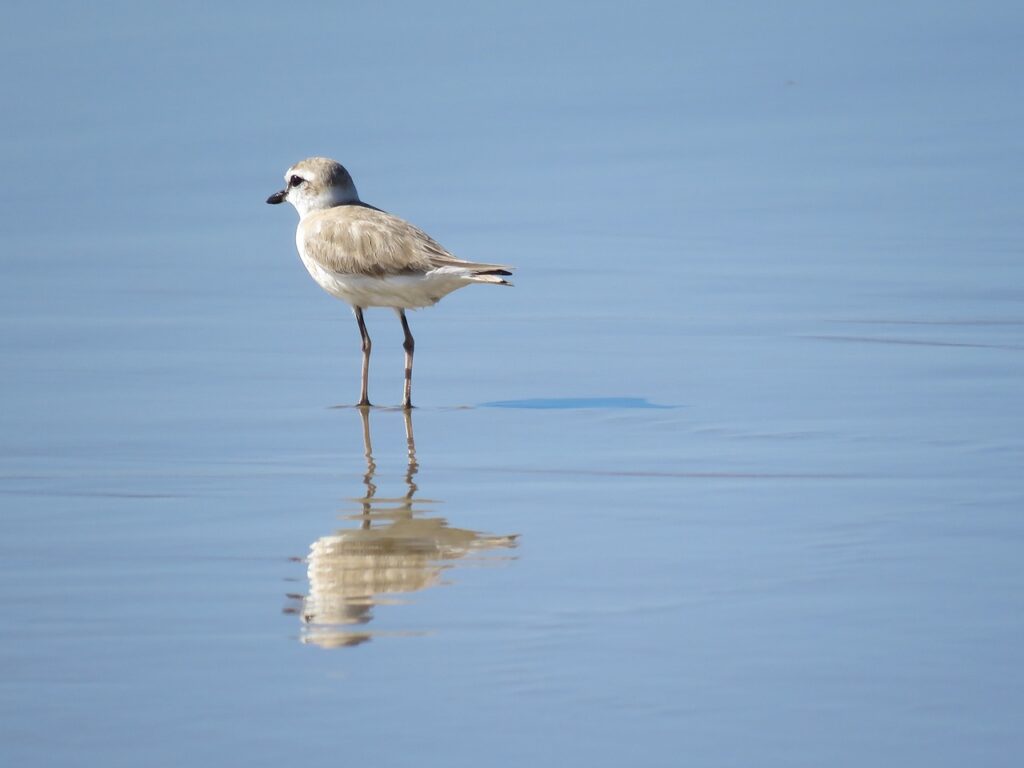 wader, bird, mozambique-2367216.jpg