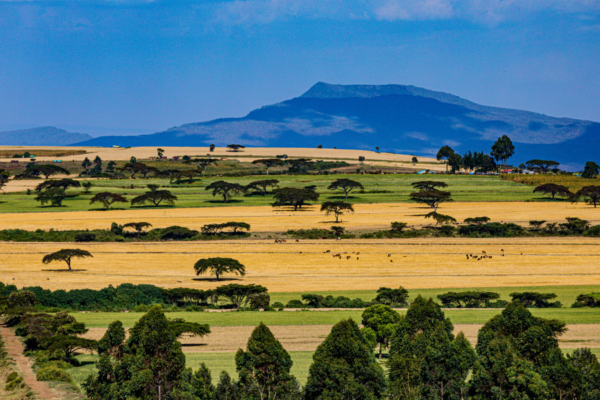 Essential Tips for a Successful Kenya e-Visa Application