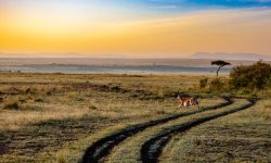 antelope, sunset, kenya-4121962.jpg