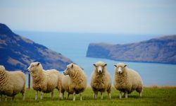 new zealand, sea, sheep-225540.jpg