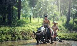 water buffalo, riding, farm-1807517.jpg